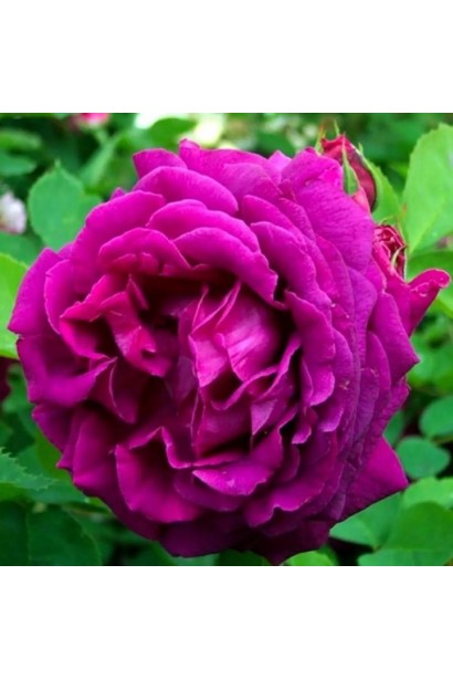 Троянда чайно-гібридна Юріанда з розкритим червоним бутоном